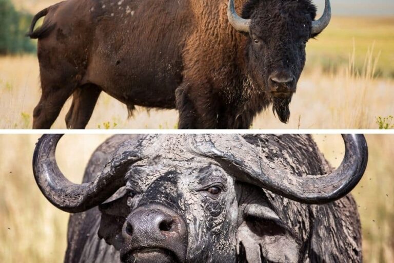 Bison vs Buffalo: Understanding the Distinction and Their Economic Contributions